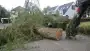 images/005loon op zand/Rooien en kappen van bomen in Best Son en Bruegel-90x51-98a