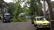 images/006 berkenboom kappen/amrikaanse eik rooien-210x119-d11