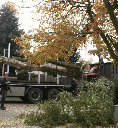 images/006 berkenboom kappen/bomen rooien bomen kappen bomen snoeien in etteleur-390x424-acc