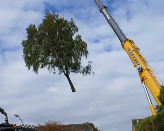 images/006 berkenboom kappen/bomen rooien bomen kappen bomen snoeien-530x424-e15