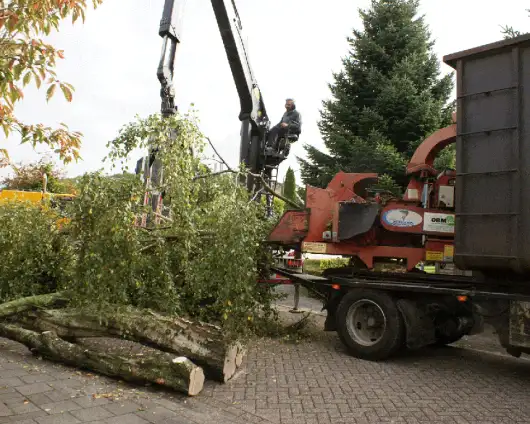 images/006 berkenboom kappen/bomen rooien bomen kappen in roosendaal(1)-530x424-e15