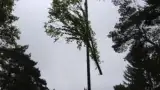 images/006 berkenboom kappen/eiken bomen rooien tilburg-160x90-8dc