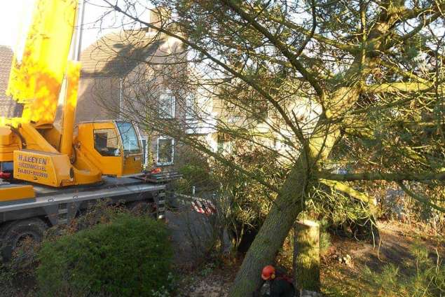 rooien van een dennen boom een sierkers. en een berkenboom in de achtertuin.in stukken zagen stam voor kachelhout