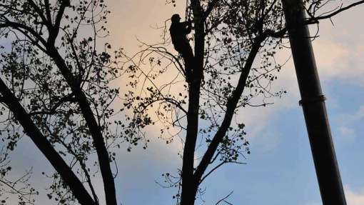 images/01roosendaal/12 bomen rooien Veghel-510x287-681
