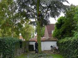 images/01roosendaal/bomen rooien bomen kappen bomen vellen bomen snoeien Steenbergen Etten-Leur-250x188-8a9
