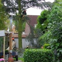 images/01roosendaal/bomen rooien hoe kap ik een groote boom in mijn achtertuin Someren Bernheze-200x200-d0d