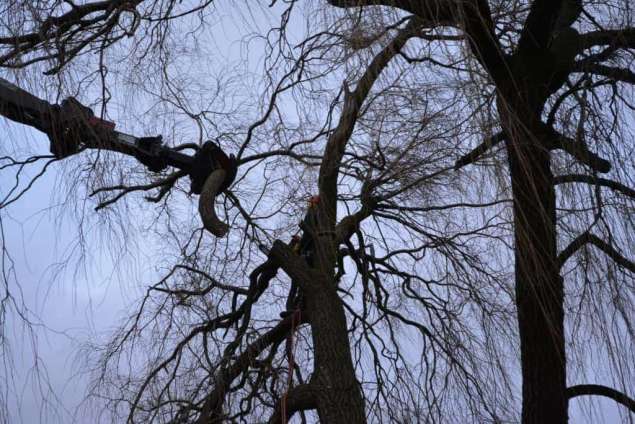 bomen rooirn tilburg Centrum