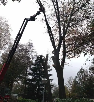 images/042vijver/11 Eindhoven bomen rooien hilvarenbeek esbeek 042-390x424-f9f