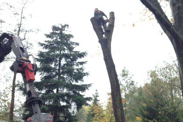 images/042vijver/5 tilburg  kapppen bomen rooien hilvarenbeek esbeek 035-635x424-3e1