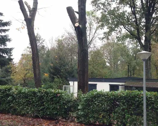 images/042vijver/9 Tilburg bomen rooien hilvarenbeek esbeek 059-530x424-a82