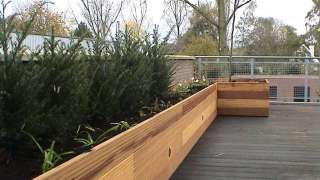 taxus en katte kruid in hardhouten plantenbak op dakterras. het bruine hout verkleurd binnen 2 jaar naar grijs tilburg eindhoven breda vught helvoirt oisterwijk graszoden