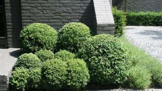 buxusbollen in vught door a van spelde hovenier 