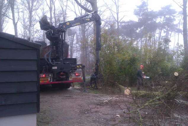 rooien en opruimen van bomen