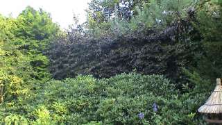 rode leibeuk voor optimale privecie in de zomer en in de wintermaanden met er onder rhododendrons oisterwijk tilburg eindhoven waarle berkel enschot